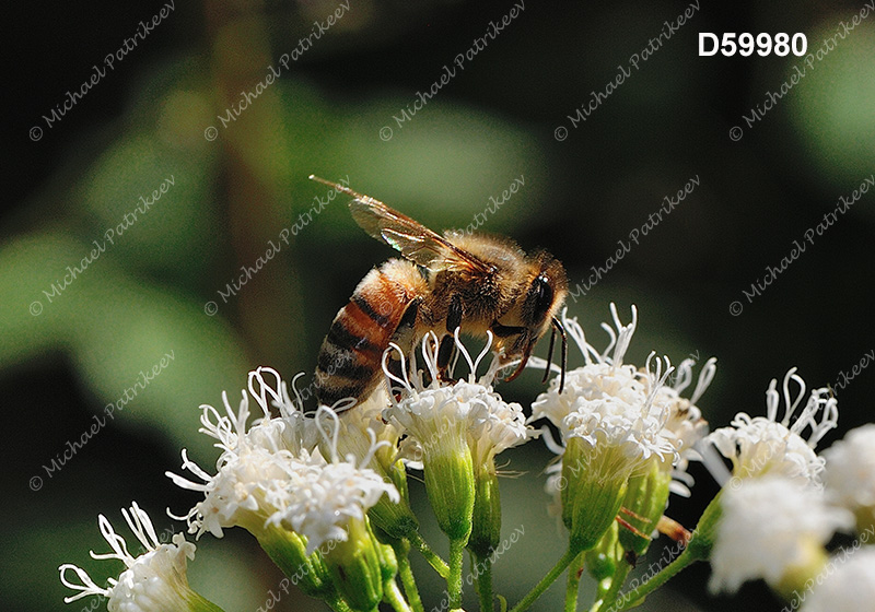 Western Honey Bee (Apis mellifera)